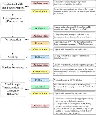 Bifidobacterium species viability in dairy-based probiotic foods: challenges and innovative approaches for accurate viability determination and monitoring of probiotic functionality